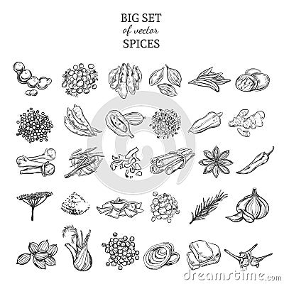 Sketch Natural And Organic Plants Set Vector Illustration