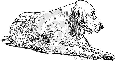 Sketch of an old sad spaniel Vector Illustration