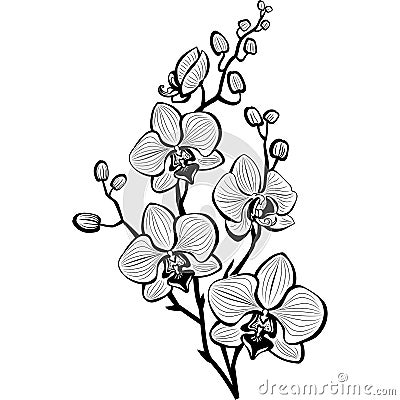 Sketch of orchid flowers Vector Illustration