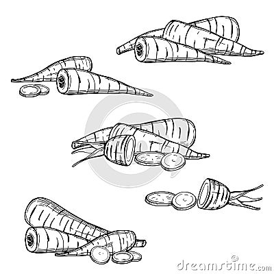 Sketch parsnip. Vector illustration Vector Illustration