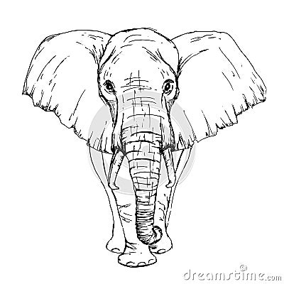 Sketch by pen African elephant front view Vector Illustration