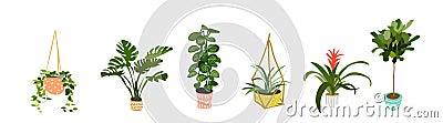 Vector pot plants illustration. succulents and cactus doodles. Vector Illustration