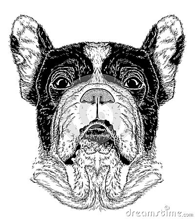 Sketch of portrait of French Bulldog (Black and white) Stock Photo