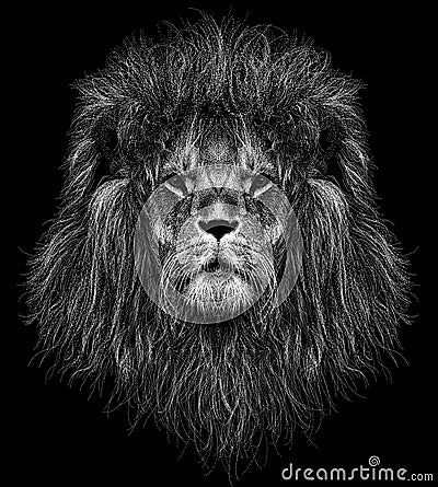 Sketch a portrait lion head with a mane Stock Photo