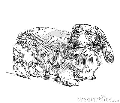 Freehand drawing of purebred longhair dachshund Vector Illustration