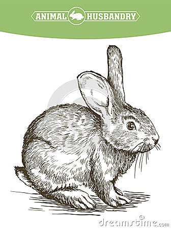 Sketch of rabbit drawn by hand. animal husbandry Vector Illustration