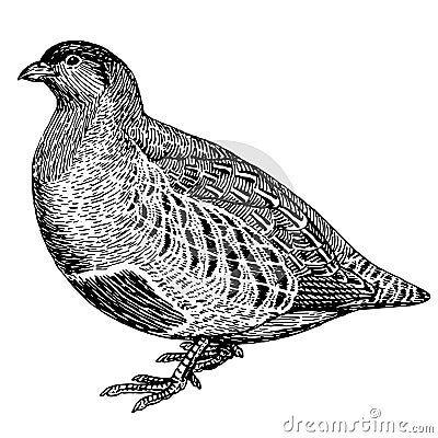 Sketch realistic bird partridge Vector Illustration