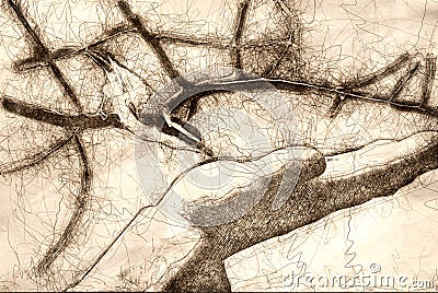 Sketch of a Red Breasted Nuthatch Being Fed from a Hand Stock Photo