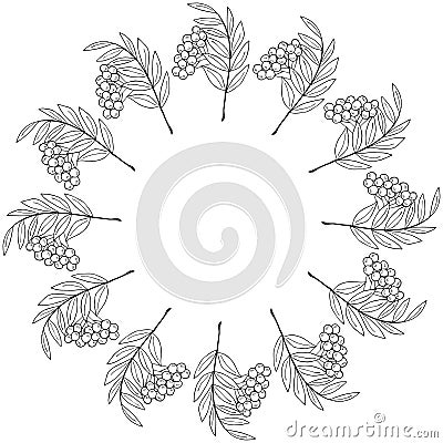 Sketch rowan, liner, round frame 1 Vector Illustration