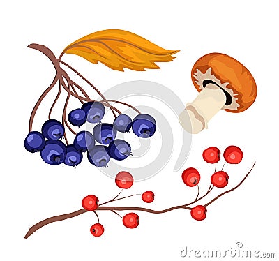 Vector sketcn rowanberry and blue berry mushroom Vector Illustration