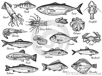 Sketch seafood. Hand drawn fresh sea fishes, oyster, mussels and lobster, squid, octopus and prawn, octopus and crab Vector Illustration