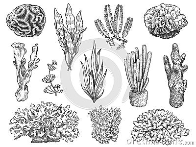 Sketch seaweed. Ocean reef coral and water plant, algae. Underwater life weeds. Marine botanical, cosmetology hand drawn Vector Illustration
