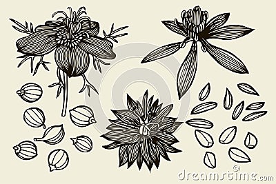 Sketch set of Nigella sativa flowers and leaves Vector Illustration