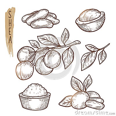 Sketch of shea elements. Vector set of branches, leaves, nuts and butter silhouettes. Vector Illustration