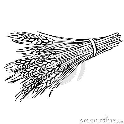 Sketch sheaf of wheat. Vector Illustration