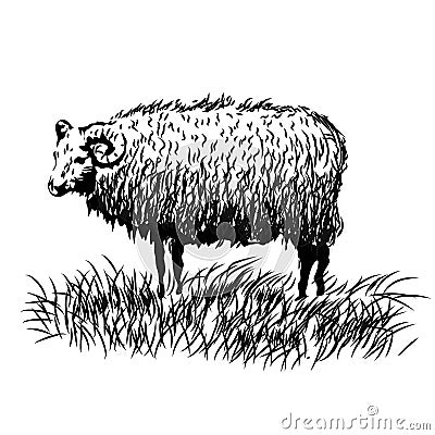 Sketch of a sheep, hand drawn illustration Vector Illustration