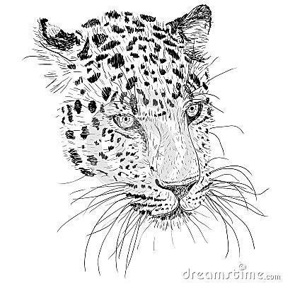 Sketch silhouette sketch leopard face on white background illustration Cartoon Illustration