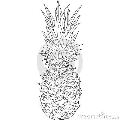 Sketch silhouette sketch pineapple on white background illustration Cartoon Illustration