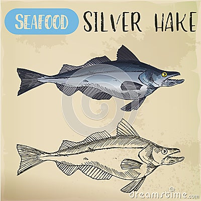 Silver hake or New England fish sketch Vector Illustration