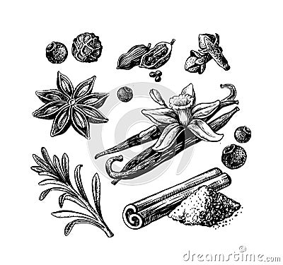 Sketch spices vanilla cinnamon anise on white Vector Illustration