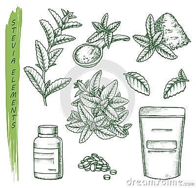 Sketch of stevia plant and pills, scoop and pack Vector Illustration