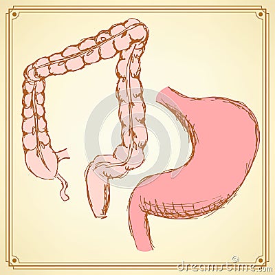 Sketch stomach and rectum in vintage style Stock Photo
