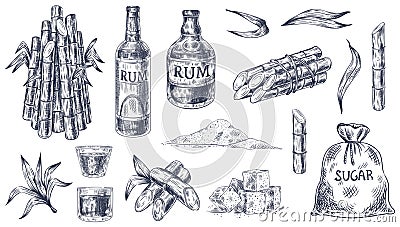 Sketch sugar cane. Sugarcane farm harvest, plant stalks organic cane leaves, sugar sack and cubes, bottle of rum, hand Vector Illustration