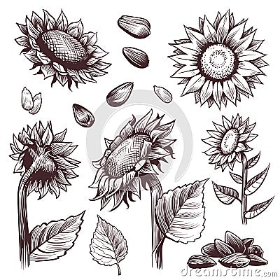 Sketch sunflowers. Monochrome floral wildflower design, sunflower seed and leaves, label elements graphic vintage hand Vector Illustration