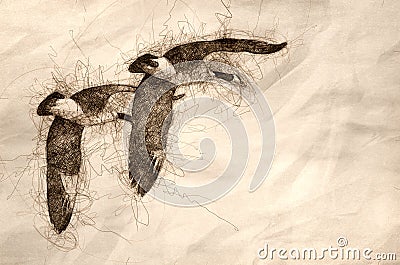 Sketch of a Synchronized Flying Demonstration by a Pair of Canada Geese Stock Photo