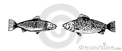 Sketch textured black vector freshwater bream Vector Illustration