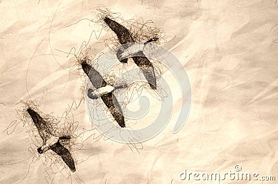 Sketch of Three Canada Geese Flying in a Blue Sky Stock Photo