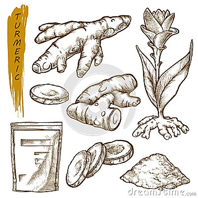 Sketch of turmeric curcuma, spice seasonings root Vector Illustration