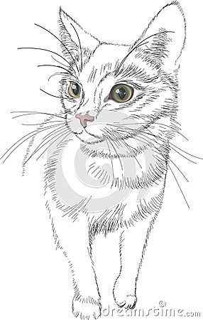 Sketch vector black lines cat with green bright realistic eyes Vector Illustration