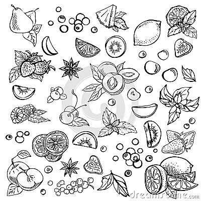 Sketch Vector set of different hand drawn fruit. Vector Illustration