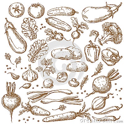 Sketch of Vegetables Set Vector Illustration