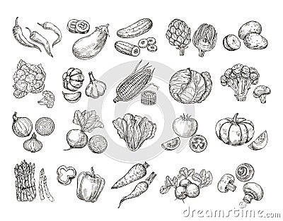Sketch vegetables. Vintage hand drawn garden vegetable collection. Carrots broccoli potato salad mushroom farming vector Vector Illustration