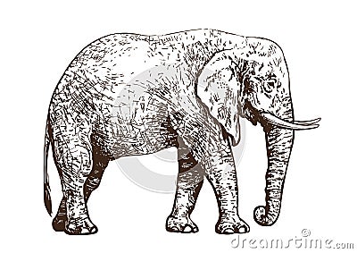 Sketch of walking African elephant. Vintage hand drawn vector. Vector Illustration