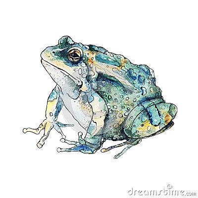 Sketch watercolor frog Cartoon Illustration