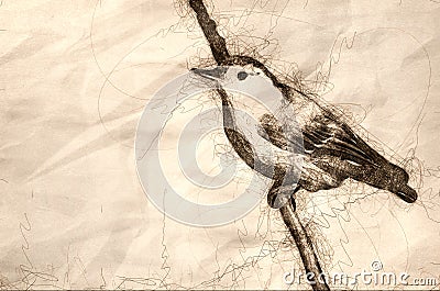 Sketch of a White-Breasted Nuthatch Perched in a Tree Stock Photo
