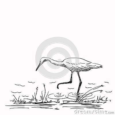 Sketch of white heron hunting, Hand drawn Vector Illustration