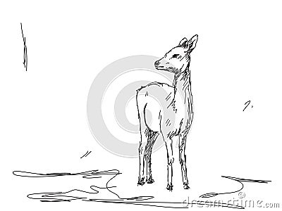 Sketch of wild deer Vector Illustration