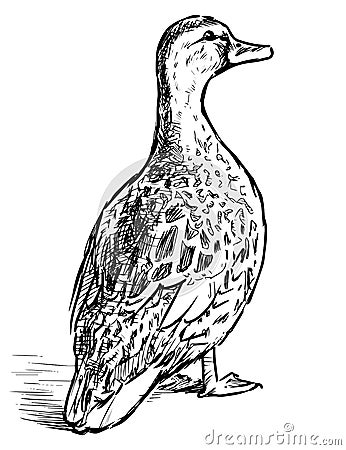 Freehand drawing of wild spotted duck standing and looking Vector Illustration