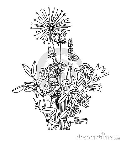 Sketch of the wildflowers on a white background. Vector Illustration