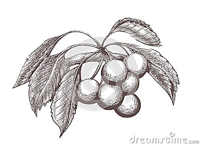 Sketched cherries branch Vector Illustration