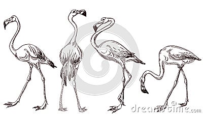 Sketched flamingos Vector Illustration