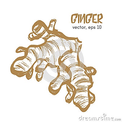 Sketched root illustration of ginger. Vector Illustration
