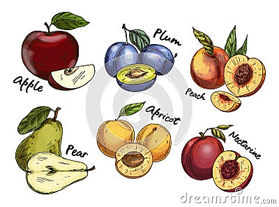 Sketches of apple and pear, plum, apricot fruits Vector Illustration