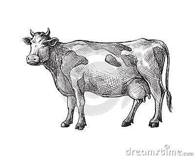 Sketches of cow drawn by hand. livestock. cattle. animal grazing Vector Illustration