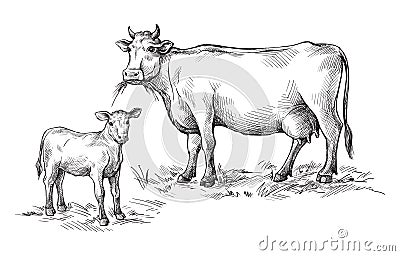 Sketches of cows and calf drawn by hand. livestock. cattle. animal grazing Vector Illustration