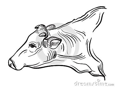 Sketches of cows drawn by hand Vector Illustration